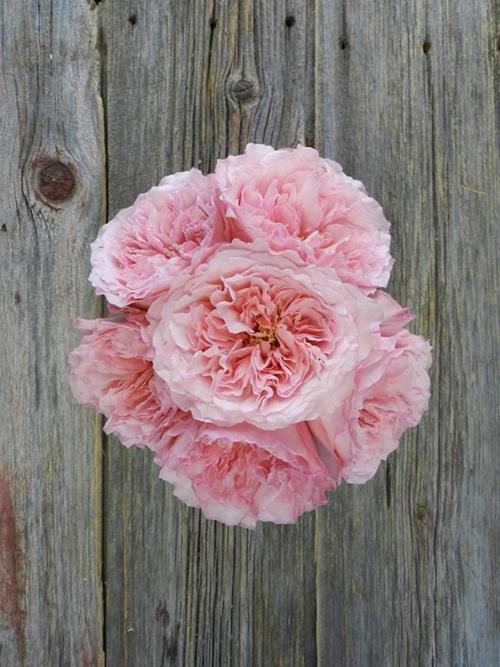 MAYRA  PINK GARDEN ROSE